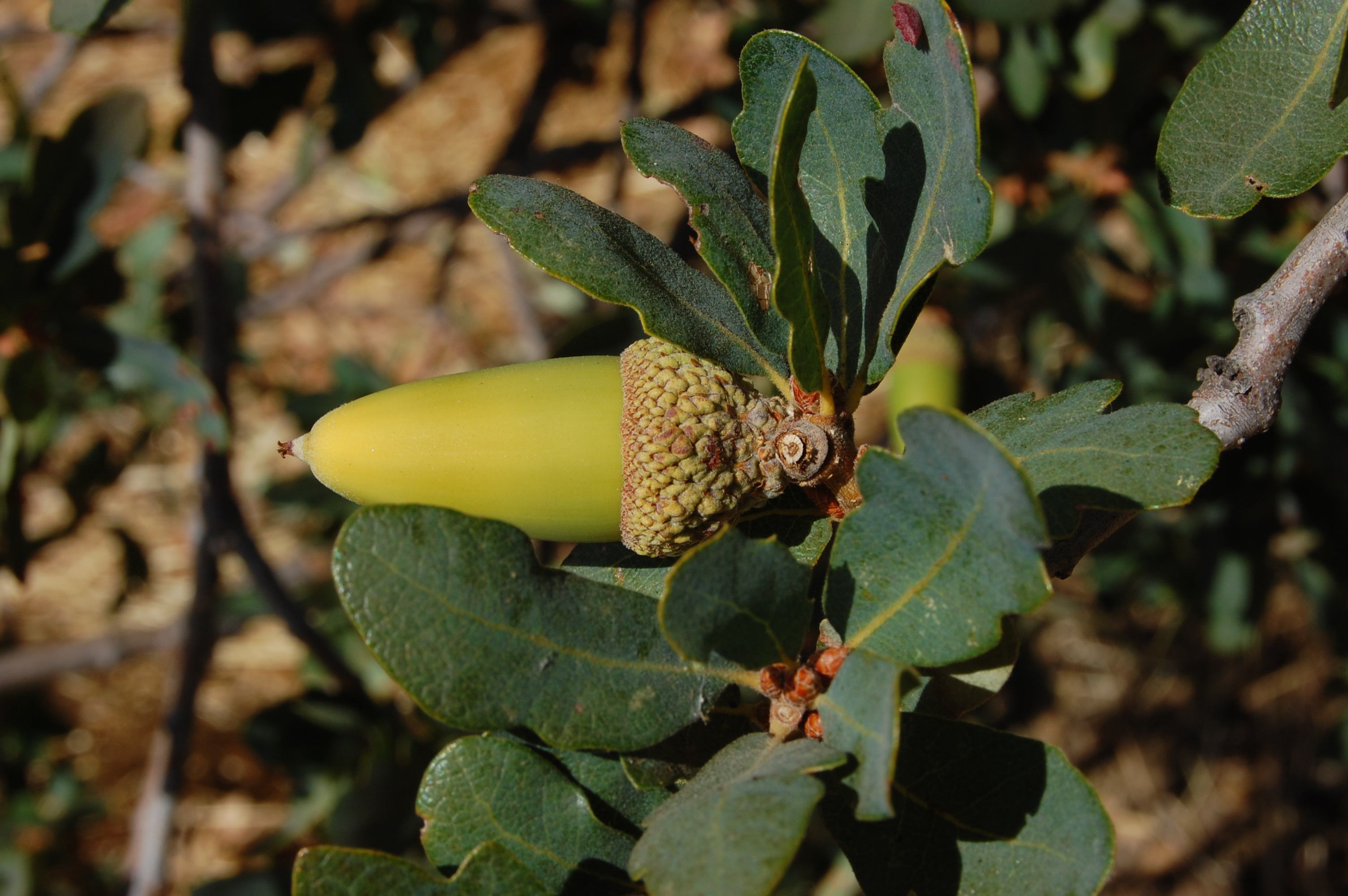 Blue oak, Quercus douglasii: currently rated as Least Concern but it could become Critically Endangered.  © Eugene Zelenko. Repr