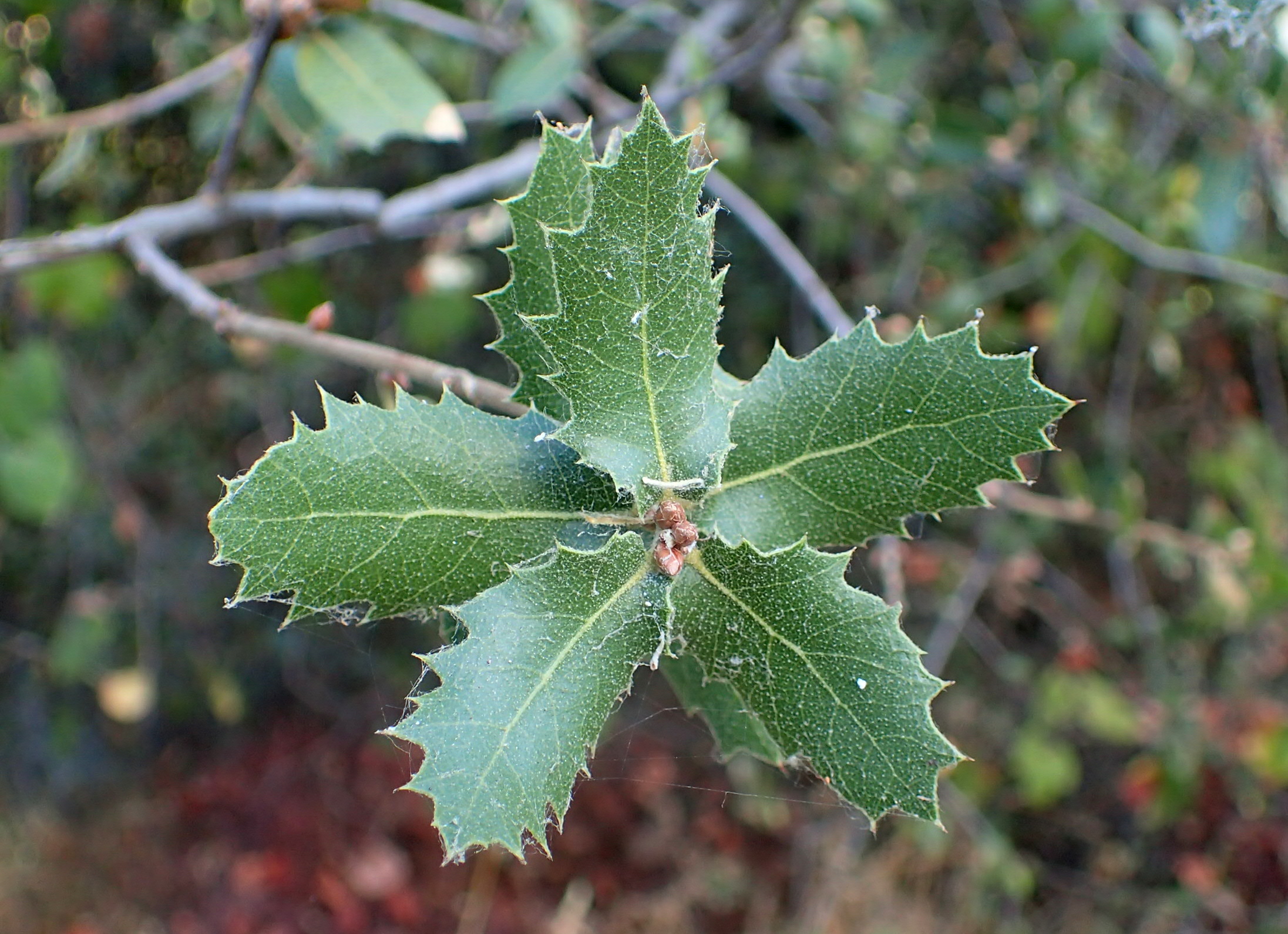 Quercus wislizeni, interior live oak: presently classified as Least Concern but at possible risk of extinction. © Krzysztof Ziar