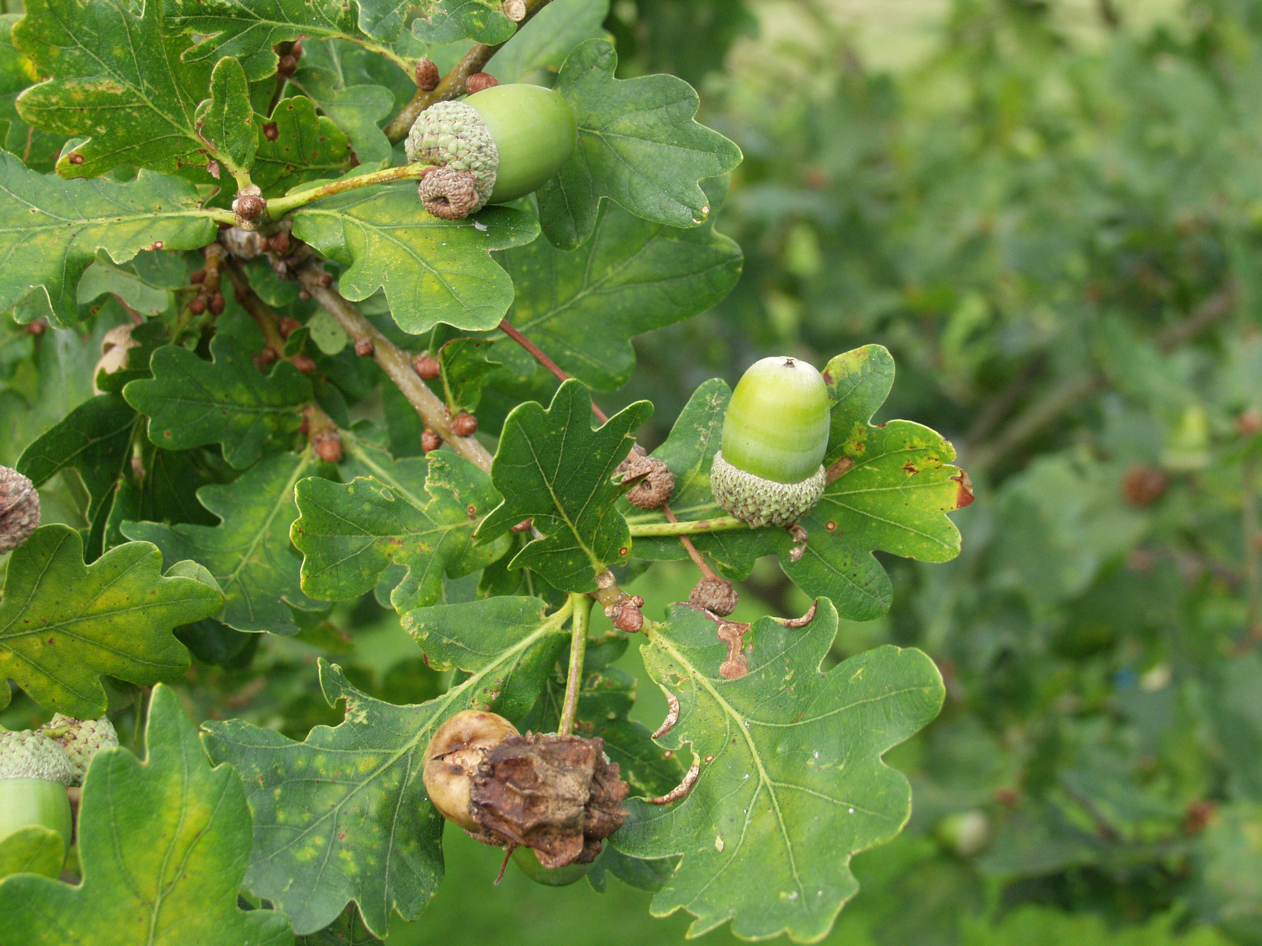 b.	The Knopper Gall Insect (the agamic generation of Andricus quercuscalicis: Hymenoptera: Cynipidae) attacks a much lower perce