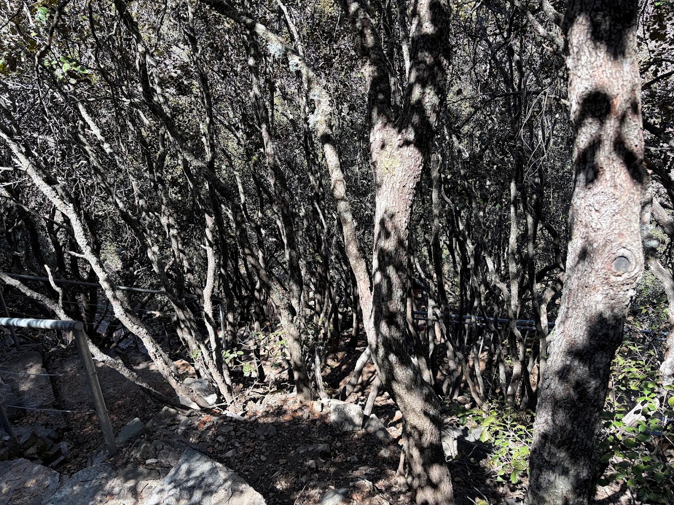 A multi-stemmed display of Quercus alnifolia beneath the forest canopy on the Kalidonia Trail