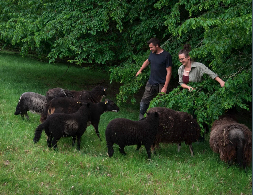 Jacqui and Tom introducing their flock of Badgerface Torwen sheep to the delights of tree browse.  © Amanda Jackson and Pembroke