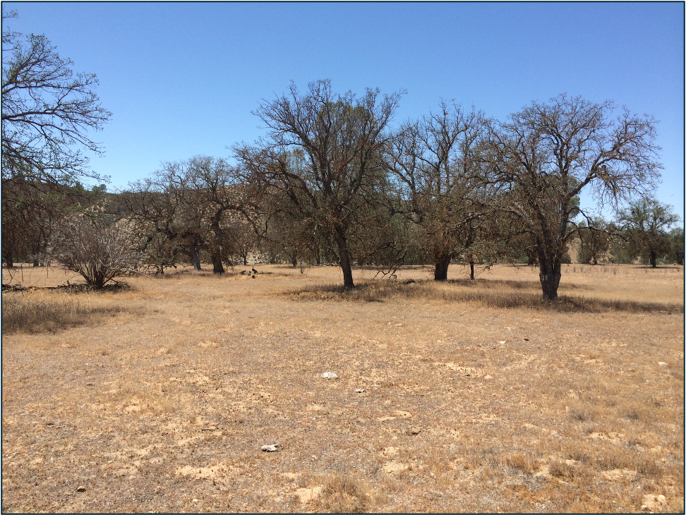 Mortality of Californian blue oaks. An indication of things to come? © Blair McLaughlin