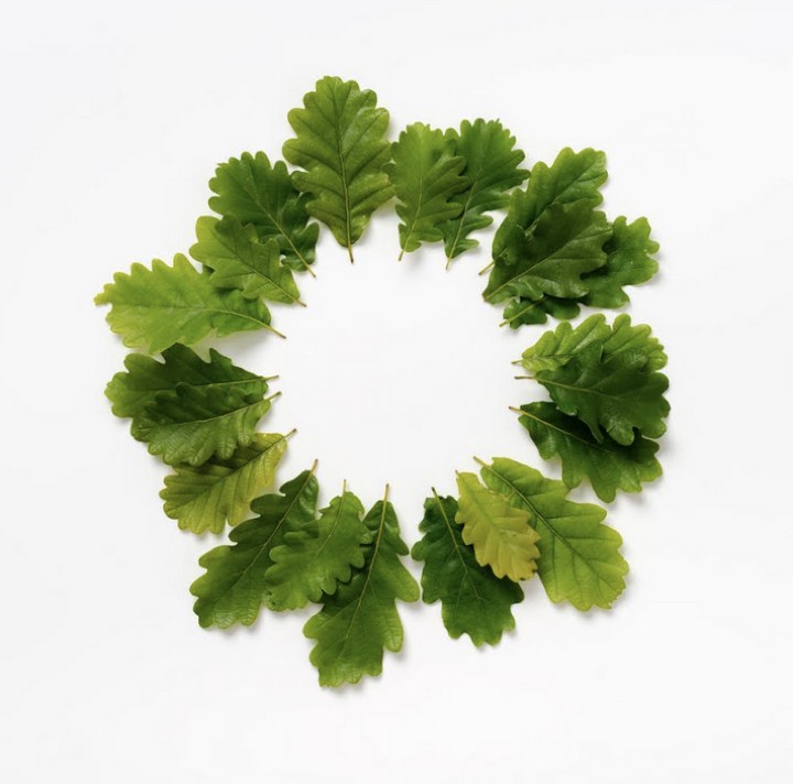 A circle of spring leaves from one of the trees to feature in the project. © Studio Ackroyd & Harvey. All of the oaks that have 