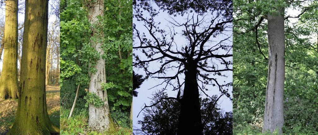  Acute Oak Decline bleeds and diebacks  © Crown copyright; photo courtesy of Forest Research