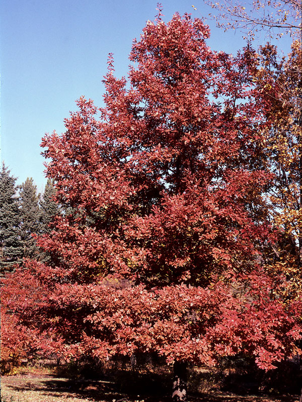 Quercus xbimundorum Prairie Stature