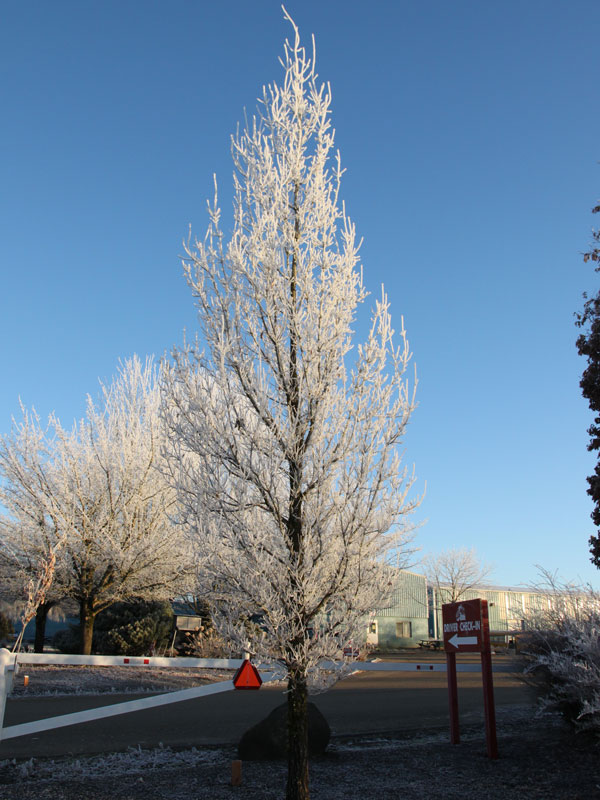 Quercus xbimundorum STREETSPIRE