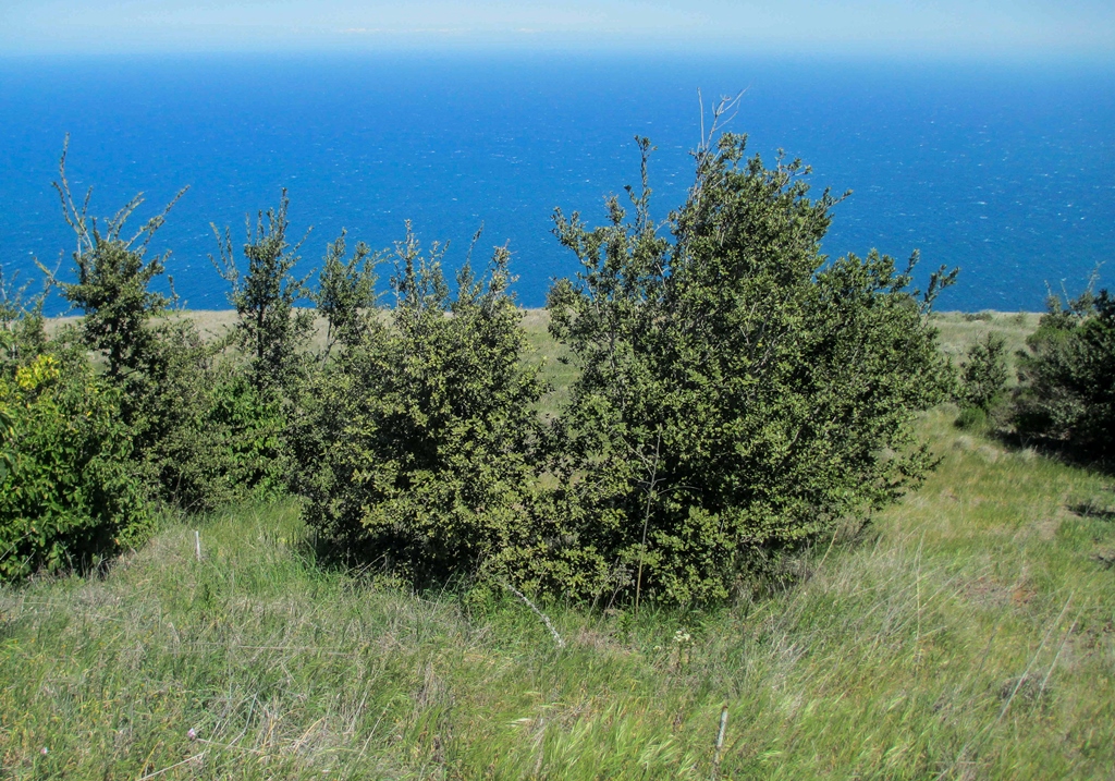 Quercus tomentella