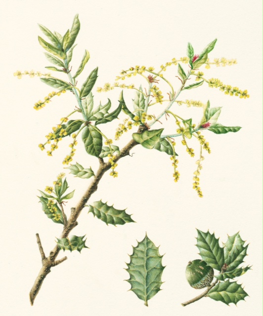 Q. monimotricha