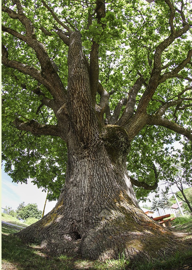 Drnava Oak