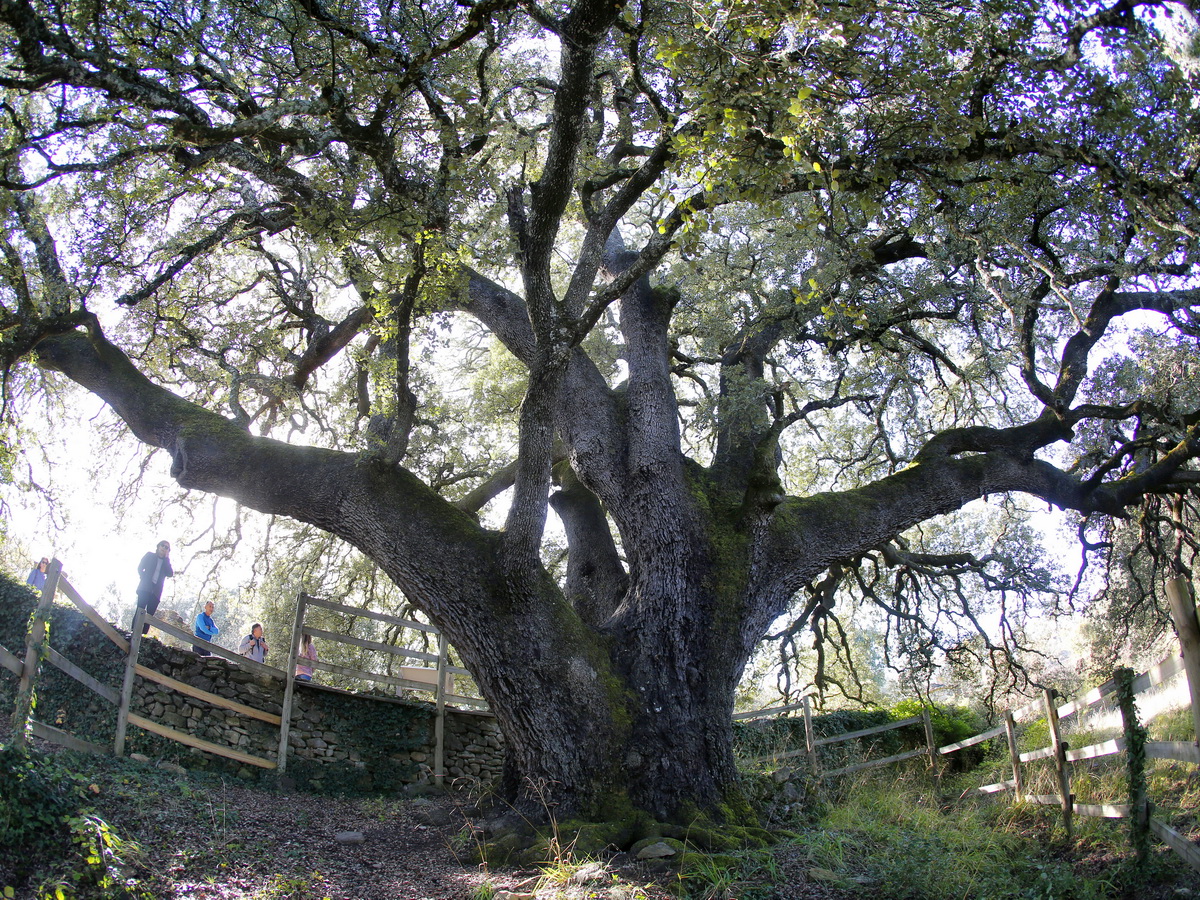 Carrasca de Lecina