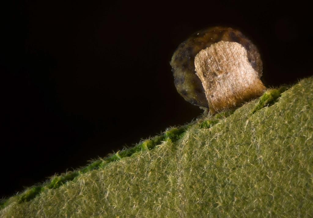 Quercus leaf gall formed by a gall wasp, Daniel Vega, Image of Distinction 2009