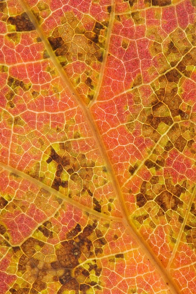 Quercus rubra leaf undresde