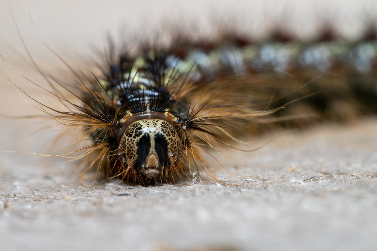 Lymantria dispar (caterpillar shown here) is one of the most destructive invasive insects in North America. Defoliation by this insect can kill oak trees by draining the trees’ energy reserves. Photo credit: Nathan Oalican. 