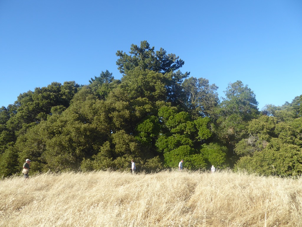 Long Ridge Open Space