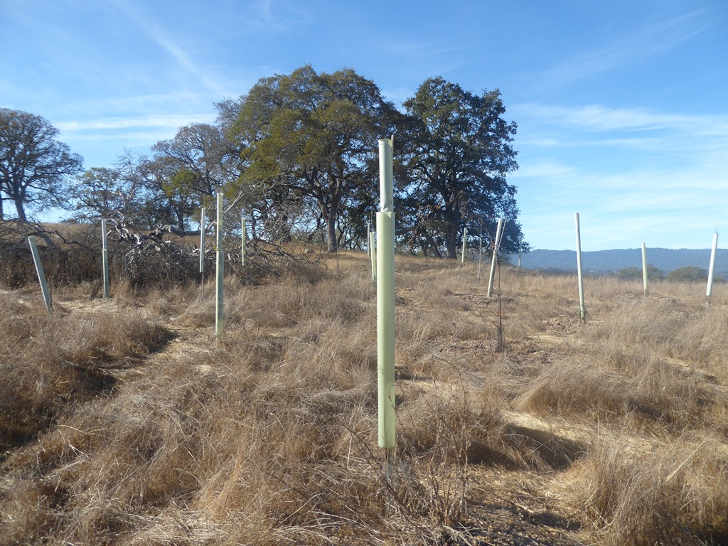 Tree tubes at The Dish