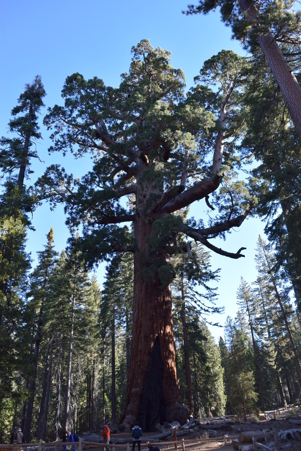 The famous Grizzly Giant Sequoiadendron giganteum, Mariposa Grove, Yosemite National Park © Harry Baldwin