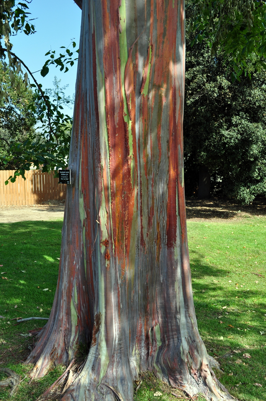 Eucalyptus deglupta