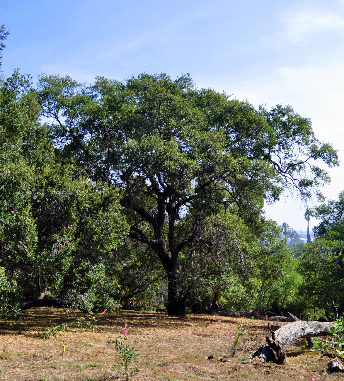 Quercus engelmannii