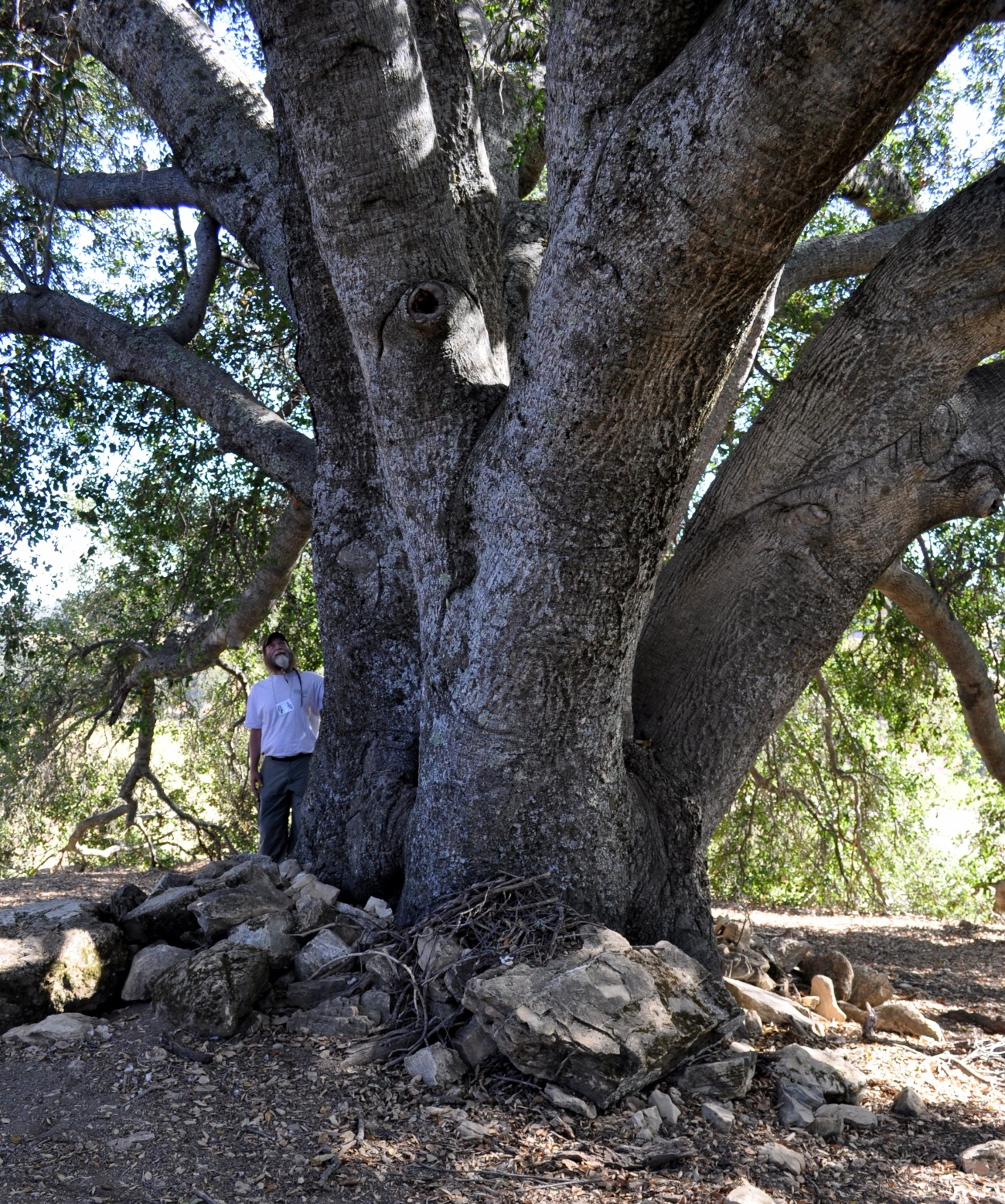 Quercus agrifolia