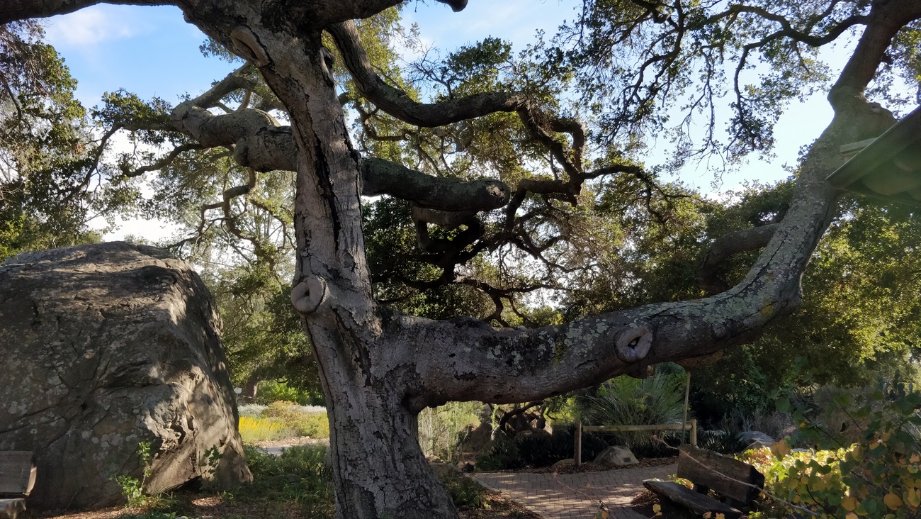 Quercus agrifolia, Santa Barbara Botanic Garden