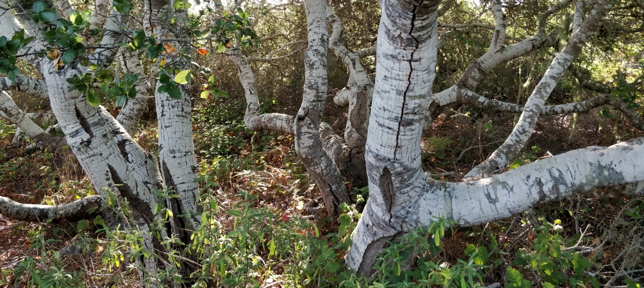 elfin_q_agrifolia_1300.jpg