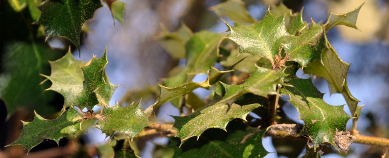 Quercus palmeri