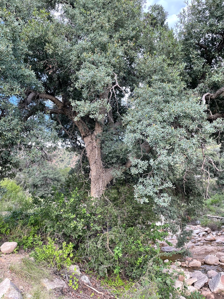 Quercus oblongifolia