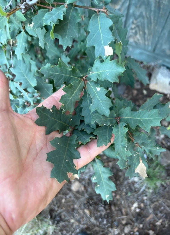 Quercus turbineela x gambelii