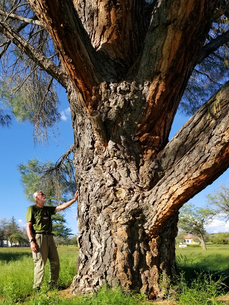 Pinus sabiniana at Fort Bayard