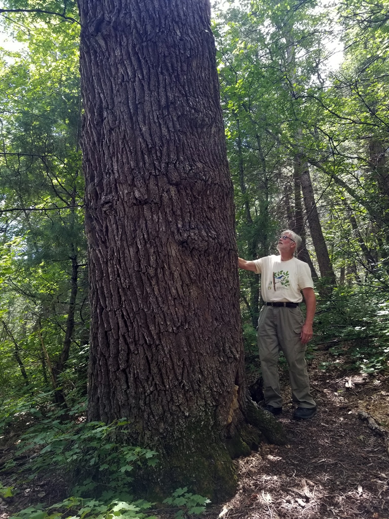 Quercus gambelii Mama Tree