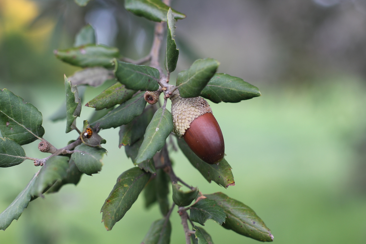 Quercus suber acorn, Grigadale Arboretum