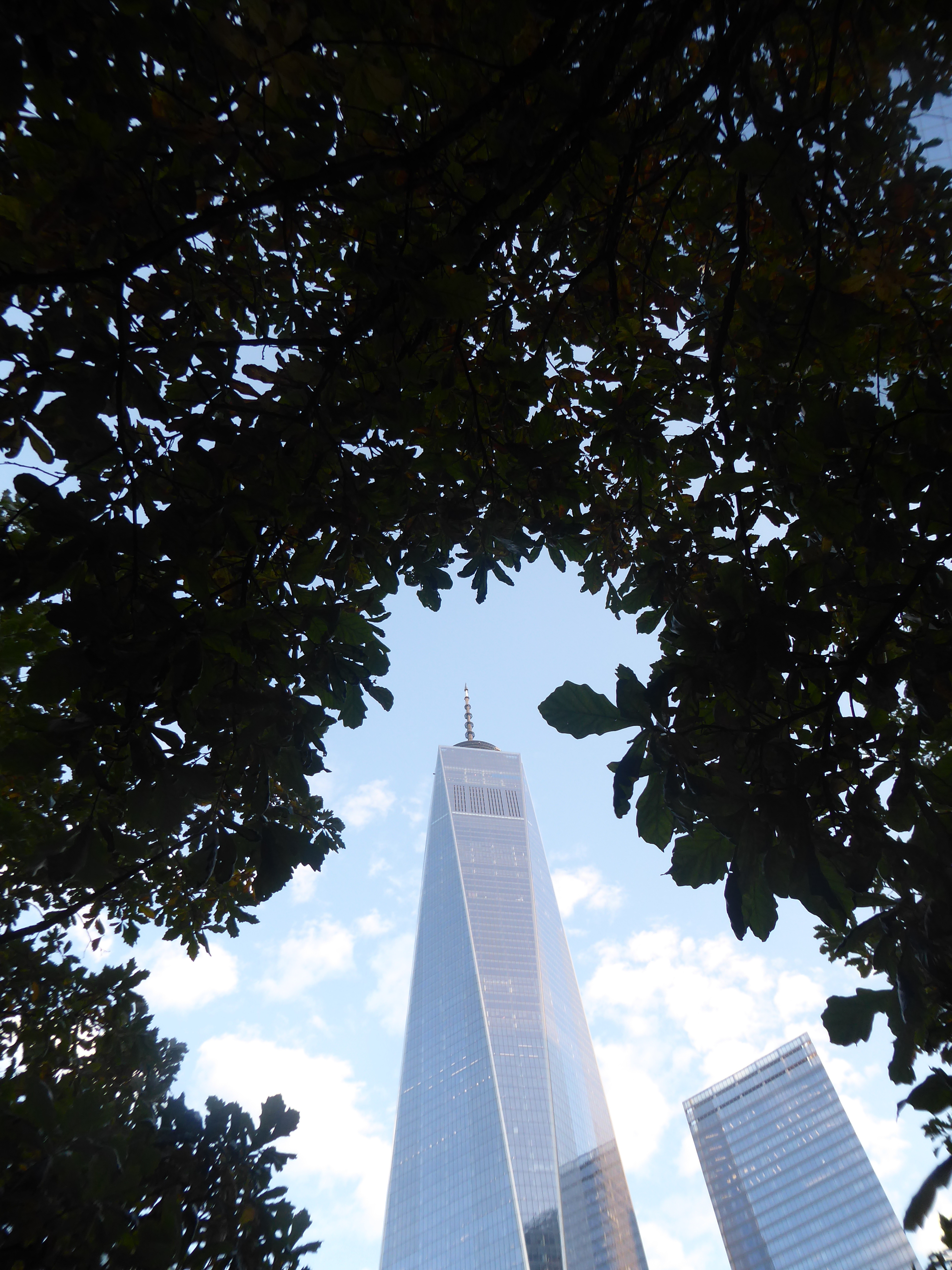 One World Trade Center framed by Quercus bicolor