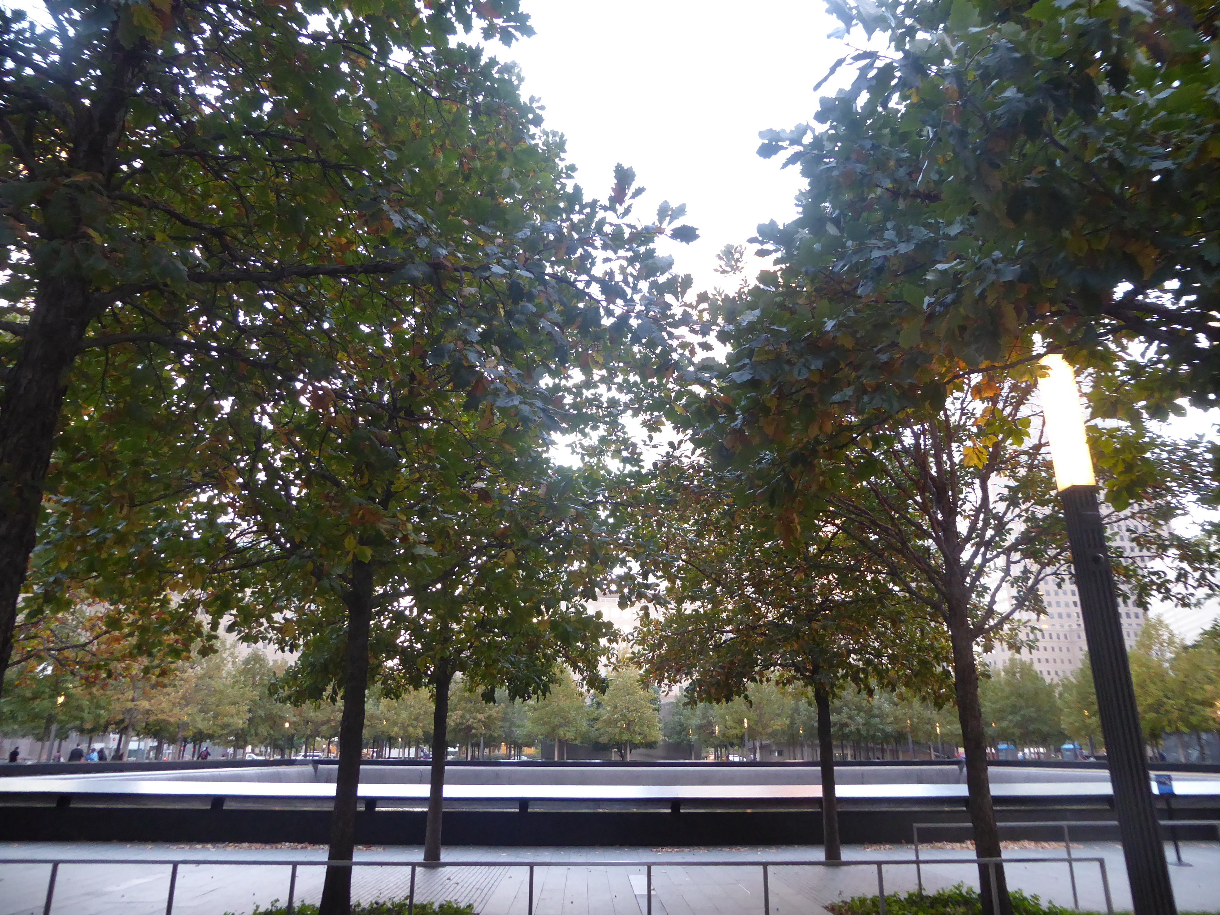 In a few years' time, the trees' canopies will join and fuse into one