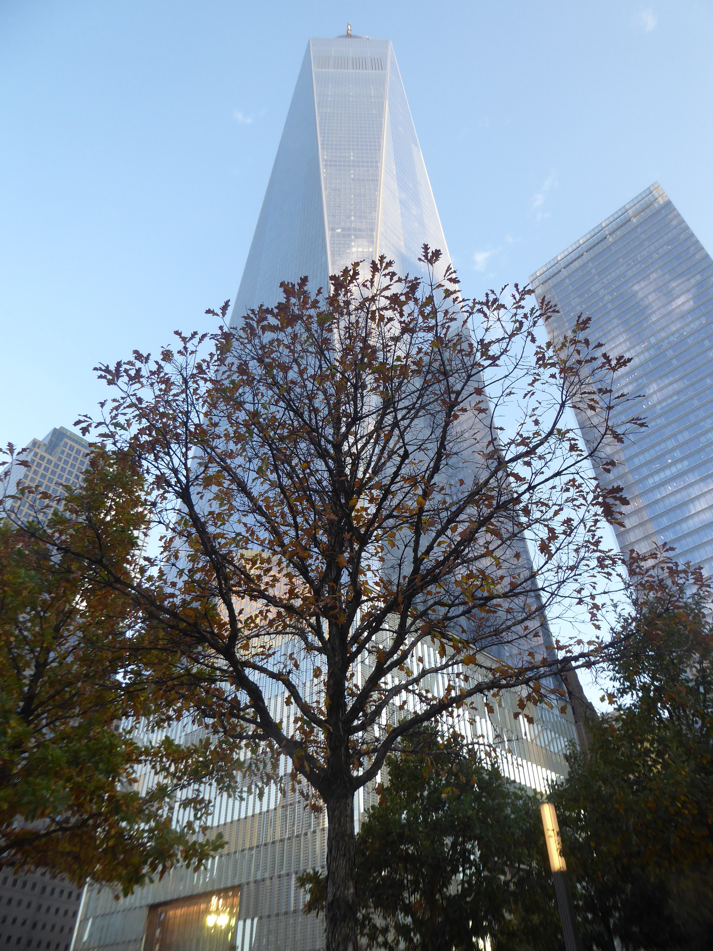 Same species, different behavior: some trees had lost almost all their leaves, while others hardly any.