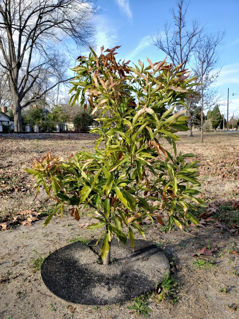 Quercus blakeyi