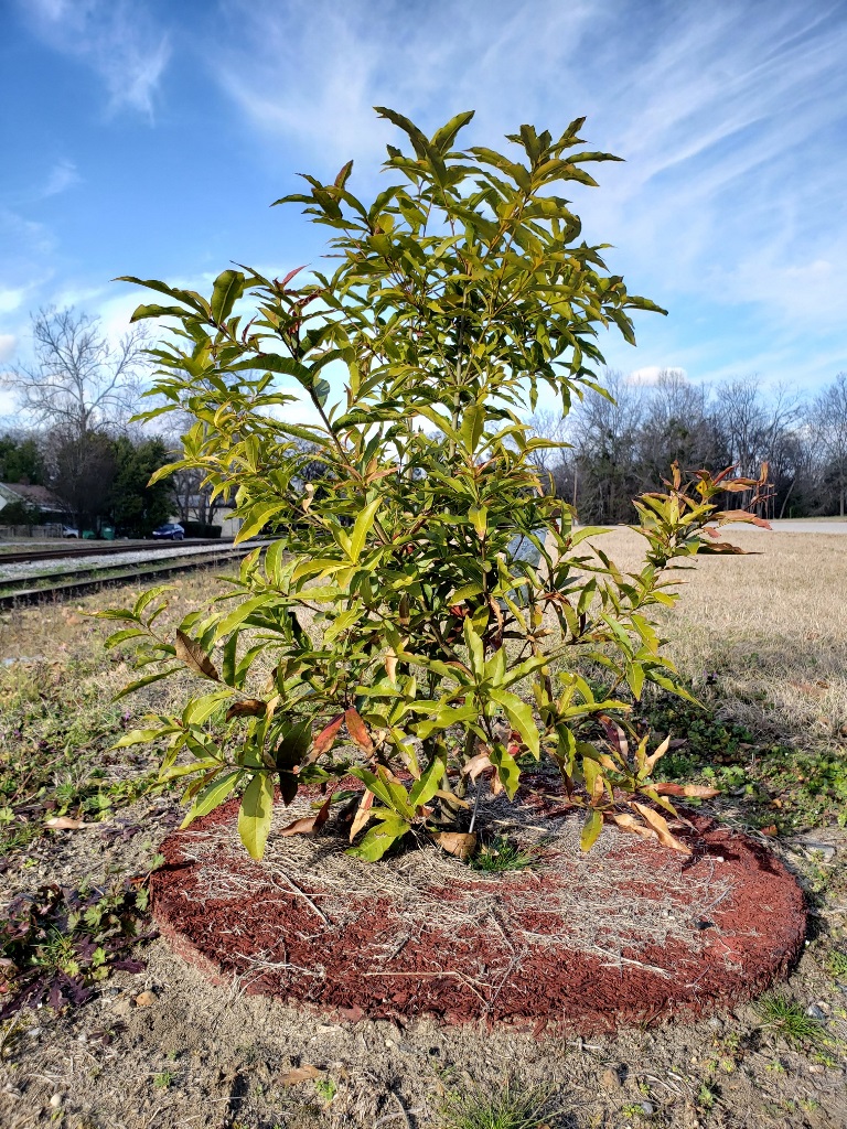 Quercus pinnativenulosa