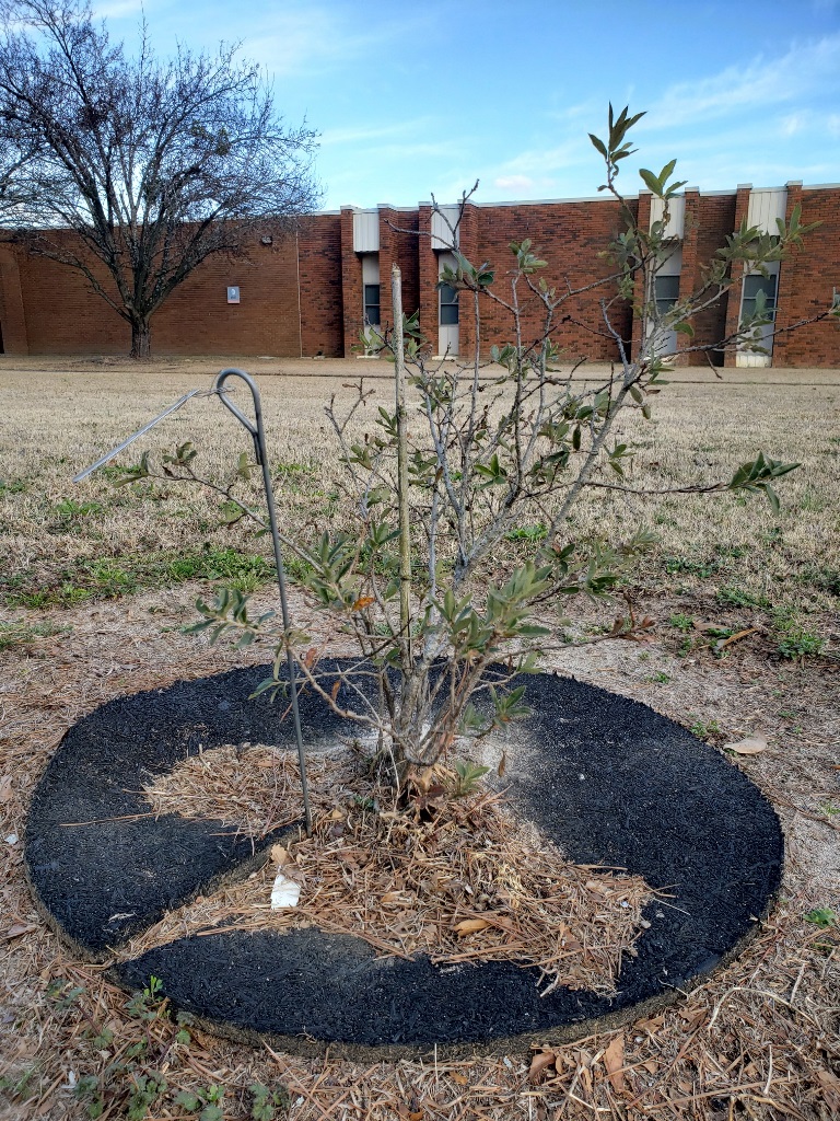 Quercus striatula