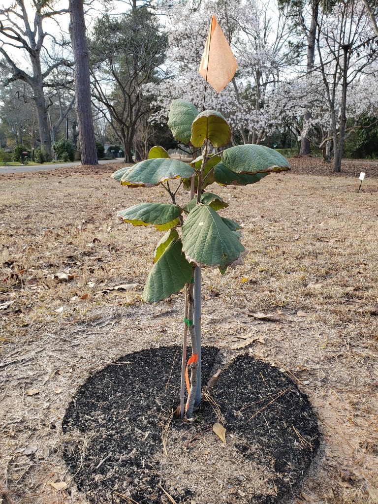Quercus tarahumara