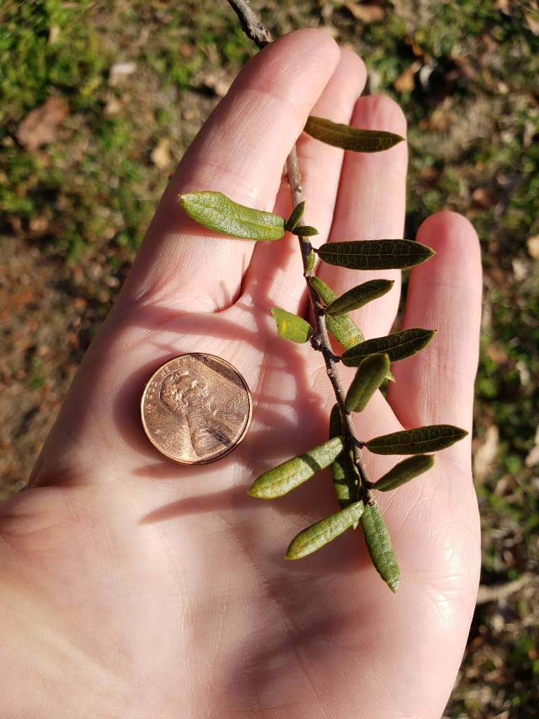 Quercus virginiana small leaf form