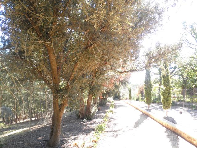 Holm oak carriageway