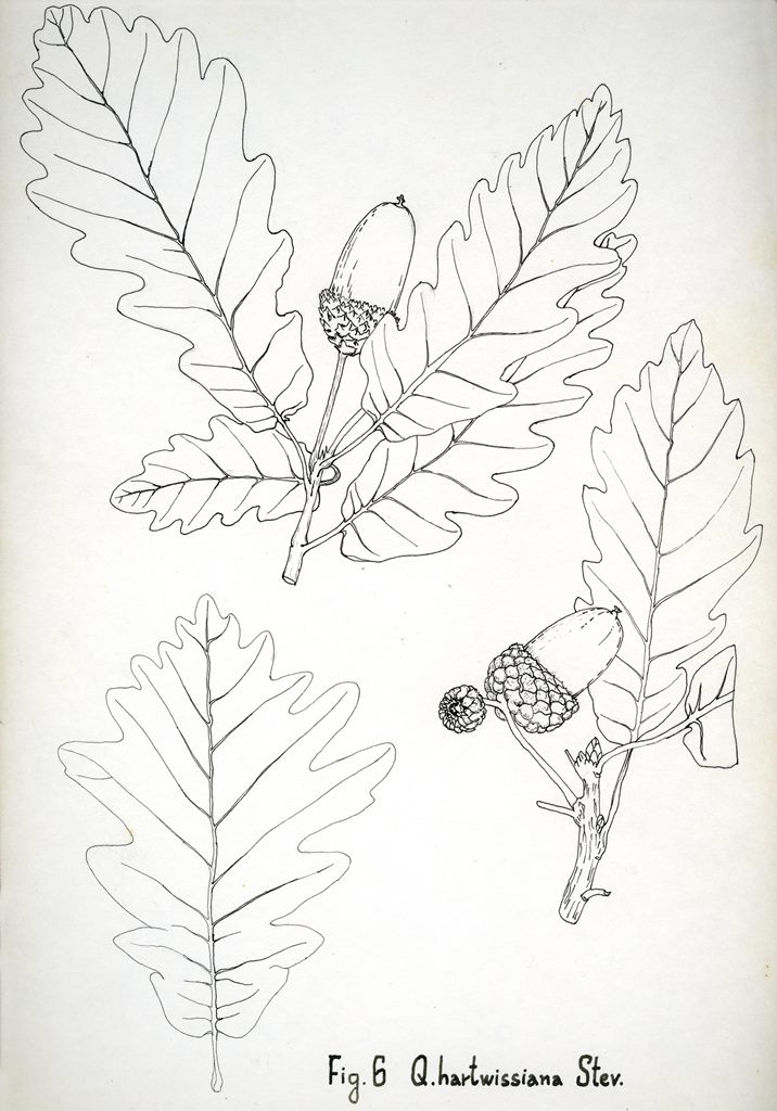 Quercus hartwissiana