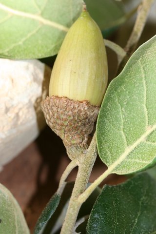 Q. agrifolia