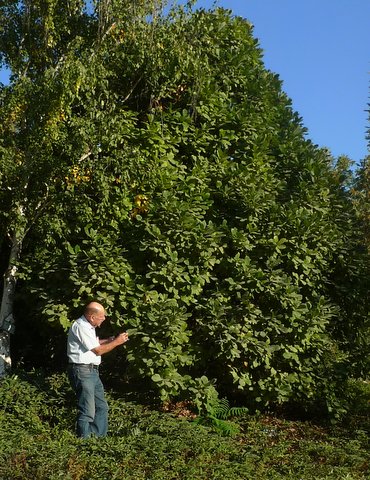 Avishia and Q. pontica