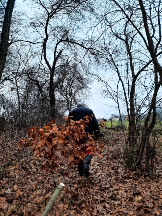 Quercus frainetto as badnjak