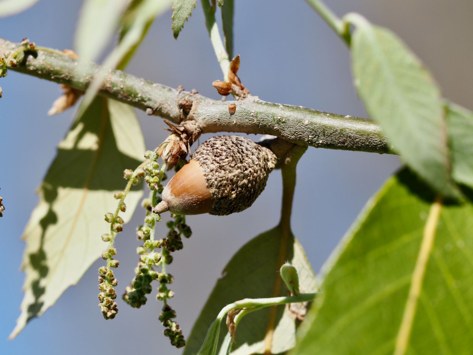 Quercus leucotrichophora acorn NZ Mark Roberts