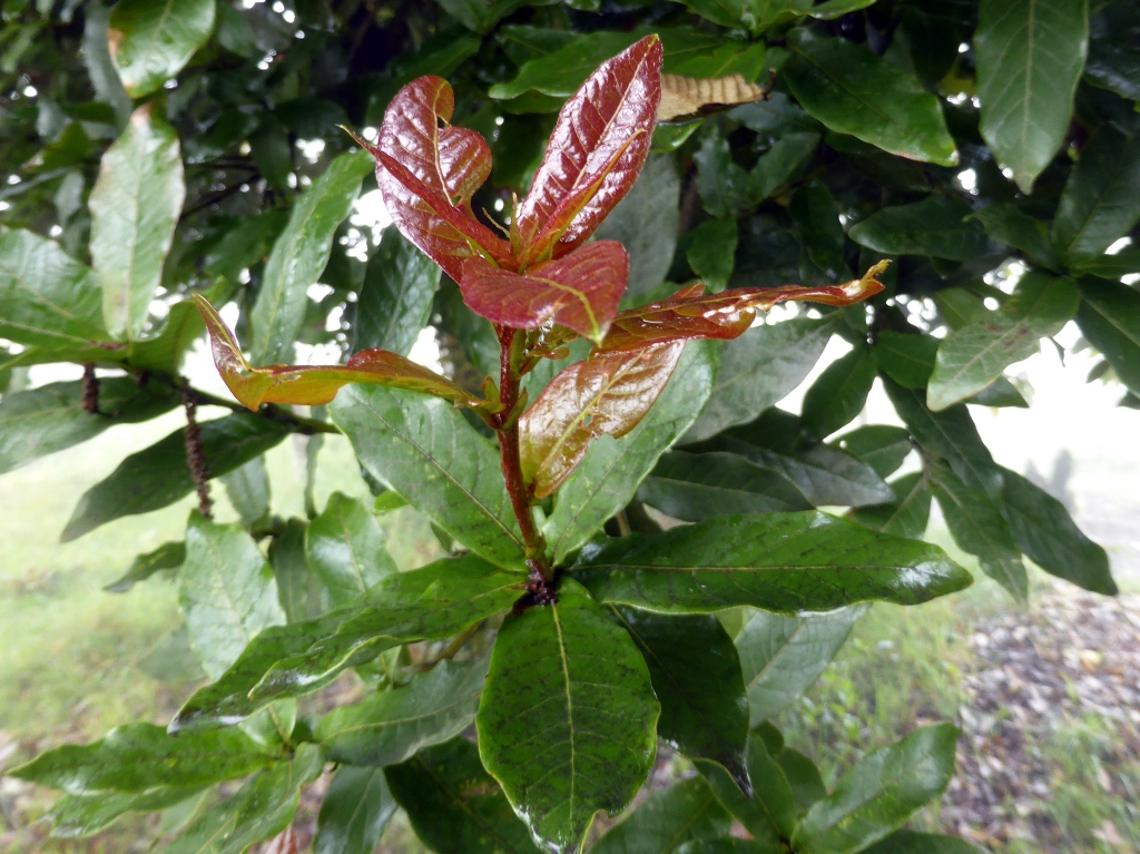 New growth 