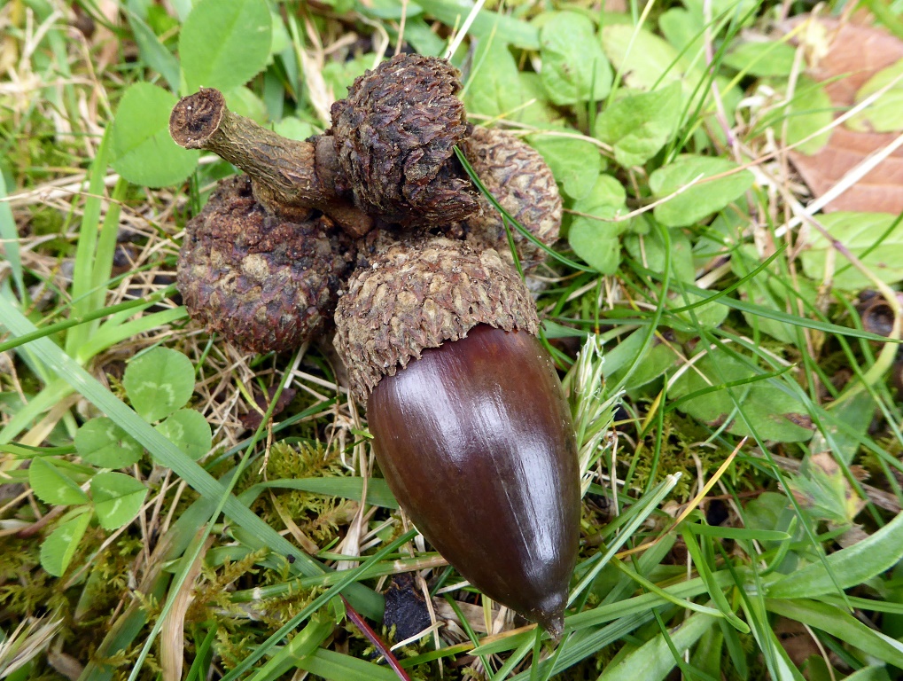 Acorns are oblong to conical