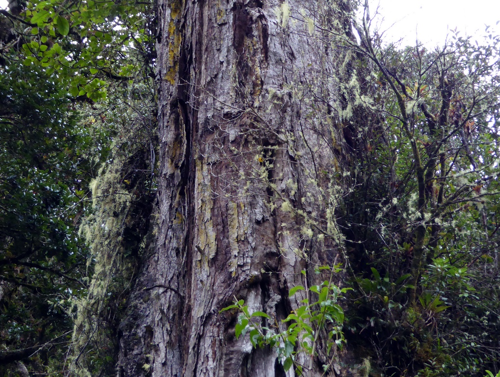 Detail of bark, deeply fissured with small plaques