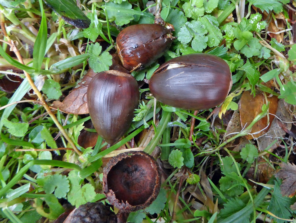 Detail of acorns showing lateral germination