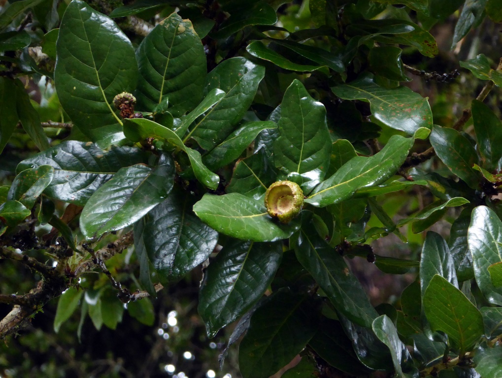 Leaves and acorn cup of Quercus sp. on Volcán Barva